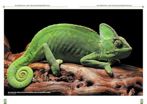 Das Jemenchamäleon: Chamaeleo calyptratus (Buchreihe Art für Art Terraristik)