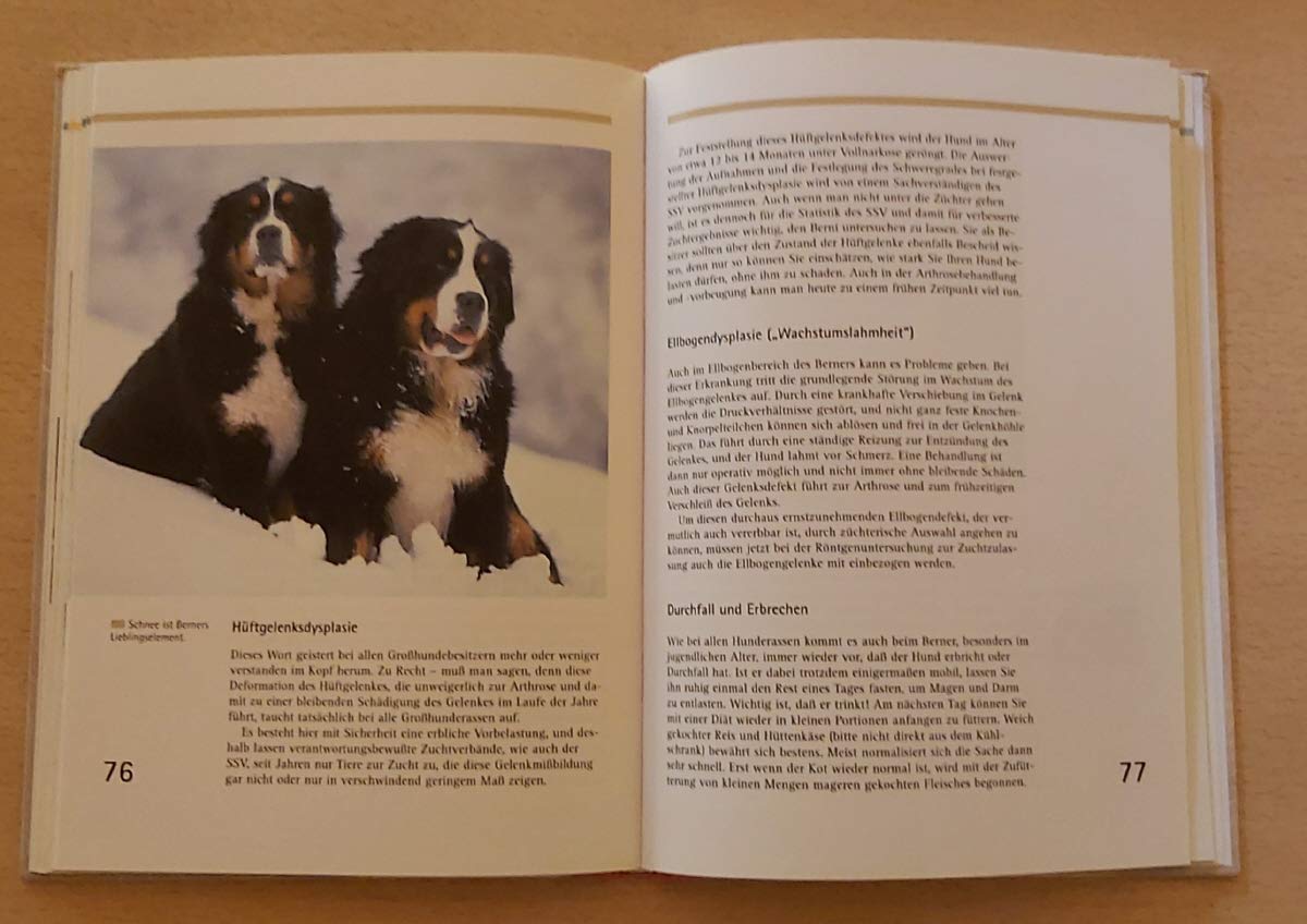 Berner Sennenhunde (Heimtiere)