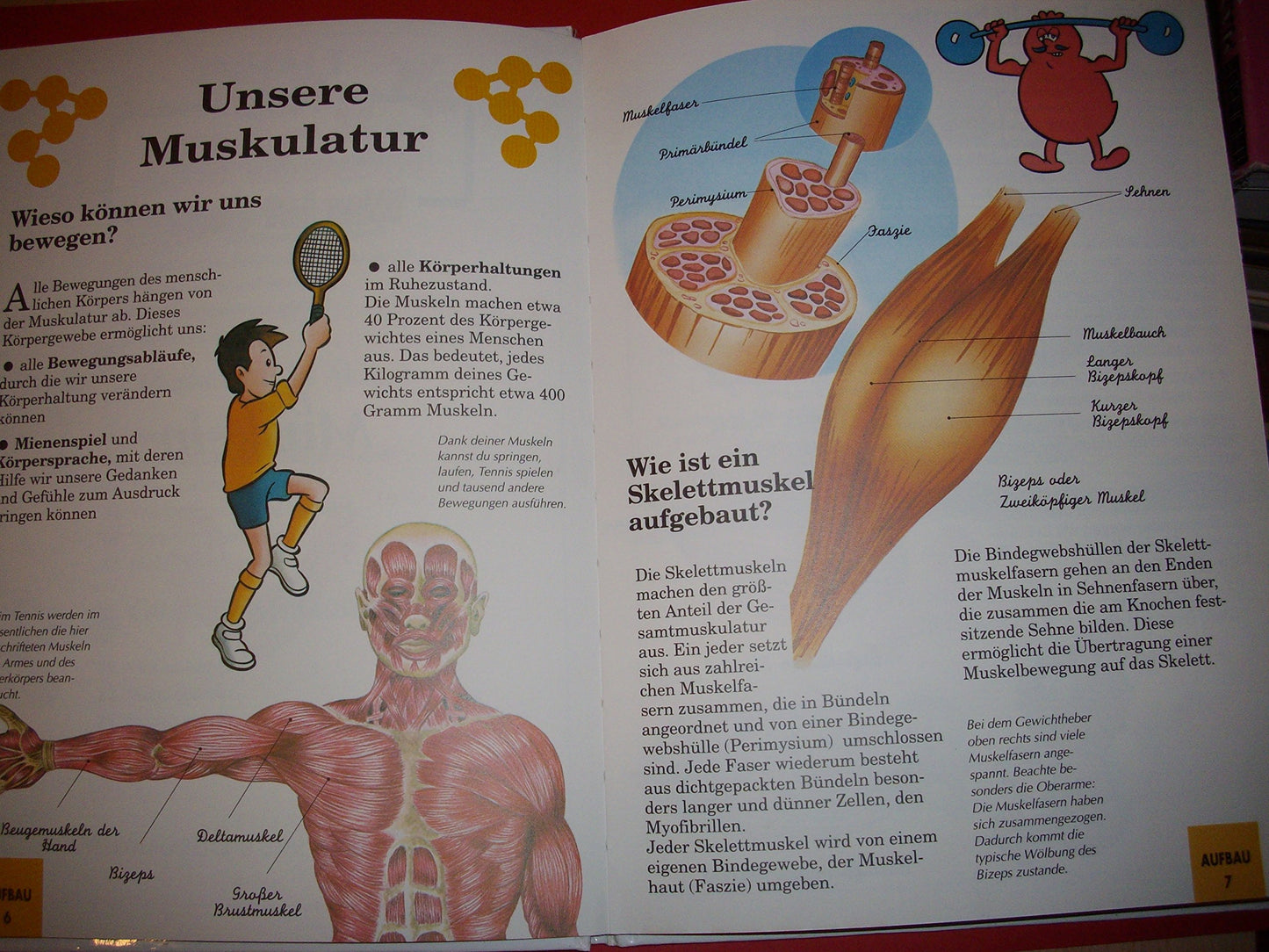 Mein Körper Was ist das? Die Muskeln