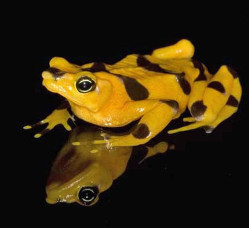 Frösche in Gefahr - Thin Green Line (SKY VISION)