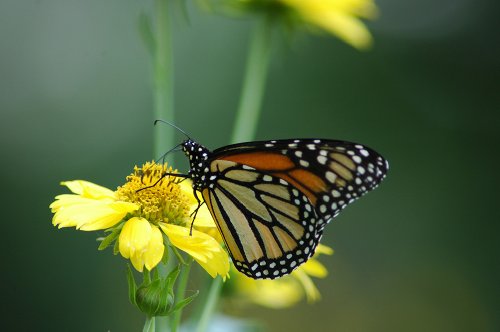 Die Reise des Schmetterlings - Das Geheimnis des Monarchfalters