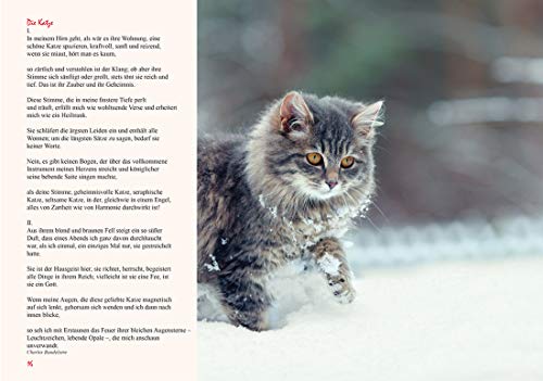 Geschenkband Katzenfreunde