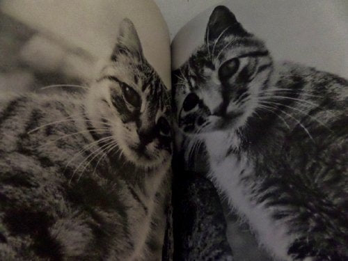Katzen, Spiel und Geheimnis (5173 728). Ein literarisches Bilderbuch