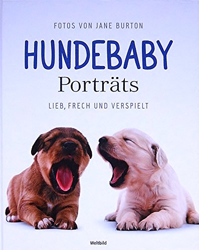 Hundebaby Poträts - lieb, frech und verspielt