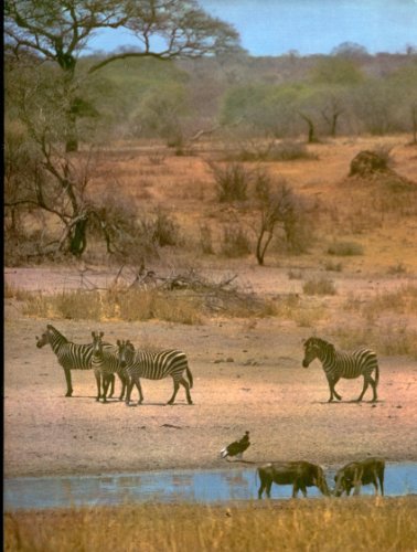 Auch Nashörner gehören allen Menschen