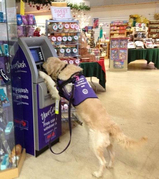 Mein Leben in seinen Pfoten: Die Geschichte von Ted, meinem Hund und Retter