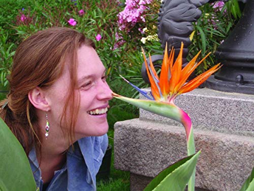 Pixi Wissen 36: Der Wald (36)