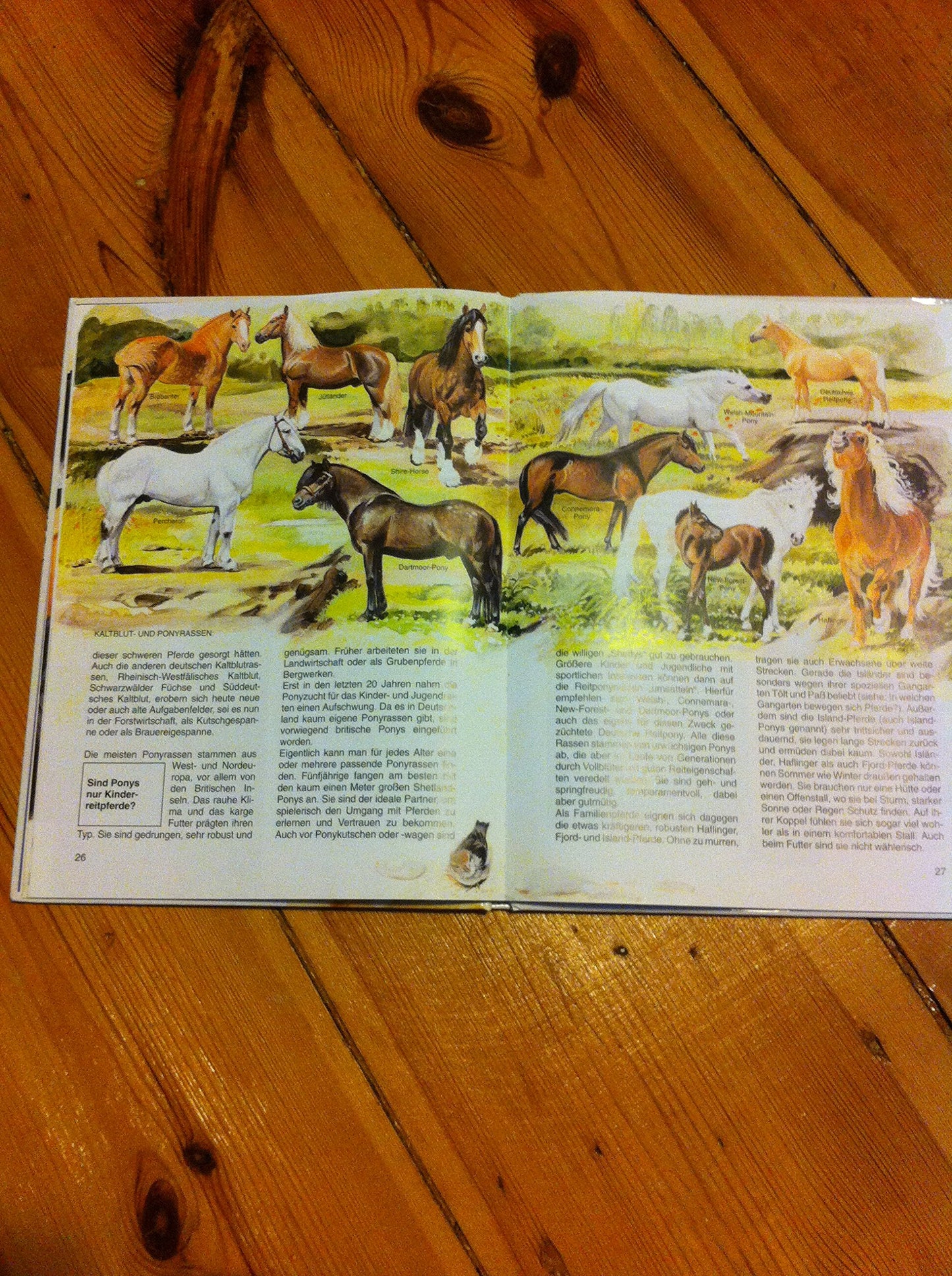 Was ist was, Band 027: Pferde