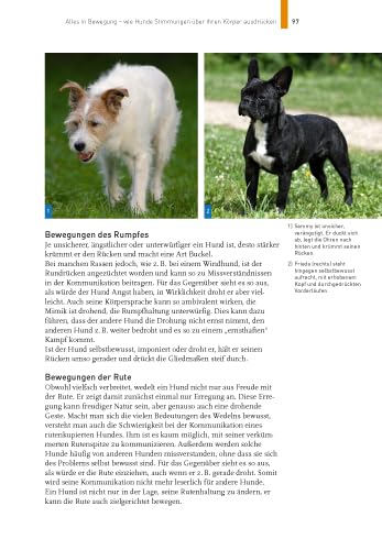 Sprachkurs Hund mit Martin Rütter: Körpersprache verstehen, richtig kommunizieren