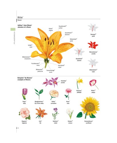 PONS Bildwörterbuch Englisch: Rund 20.000 Begriffe in Bild und Wort, Englisch und Deutsch: Pons Bildworterbuch Deutsch/Englisch