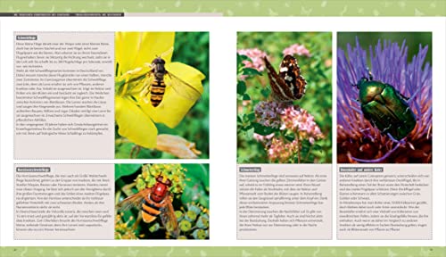Biene, Igel, Schmetterling. So wird Ihr Garten zum Naturparadies.: Nützliches für Nützlinge: Insektenhotels, Nistkästen, Igelhütte, Feldermaushaus ... Mit Extrakapitel: Imkern für Einsteiger