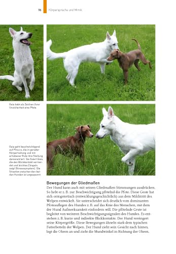 Sprachkurs Hund mit Martin Rütter: Körpersprache verstehen, richtig kommunizieren