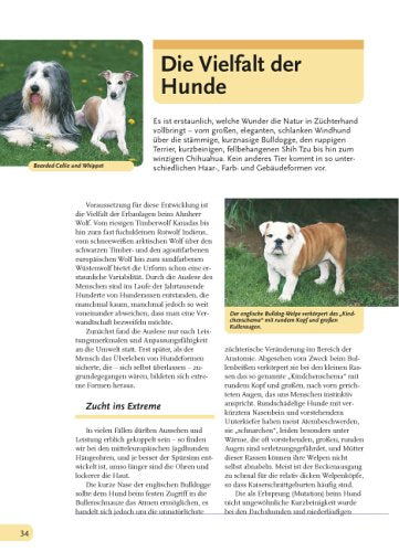 Hunde, die besten Freunde: Rassen, Haltung, Erziehung und Beschäftigung