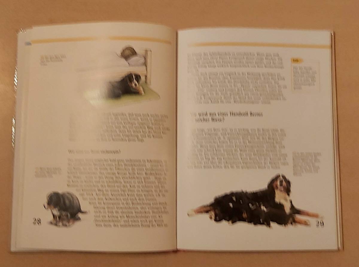 Berner Sennenhunde (Heimtiere)