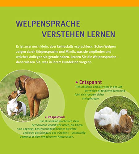 Welpen-Erziehung: Der 8-Wochen-Trainingsplan für Welpen. PLUS: Junghund-Training vom 5. bis 12. Monat. Der Top-Seller – über 250.000 verkaufte Exemplare! (GU Welpen)