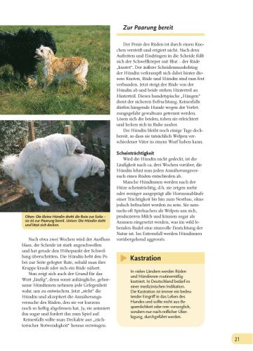 Hunde, die besten Freunde: Rassen, Haltung, Erziehung und Beschäftigung