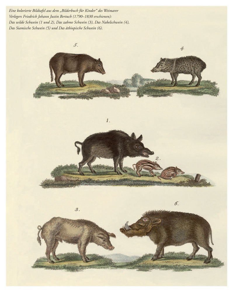 Das Schweinebuch: Von schönen Schweinen, seltenen Rassen und dem Wohl der Tiere (Tiere auf dem Land)