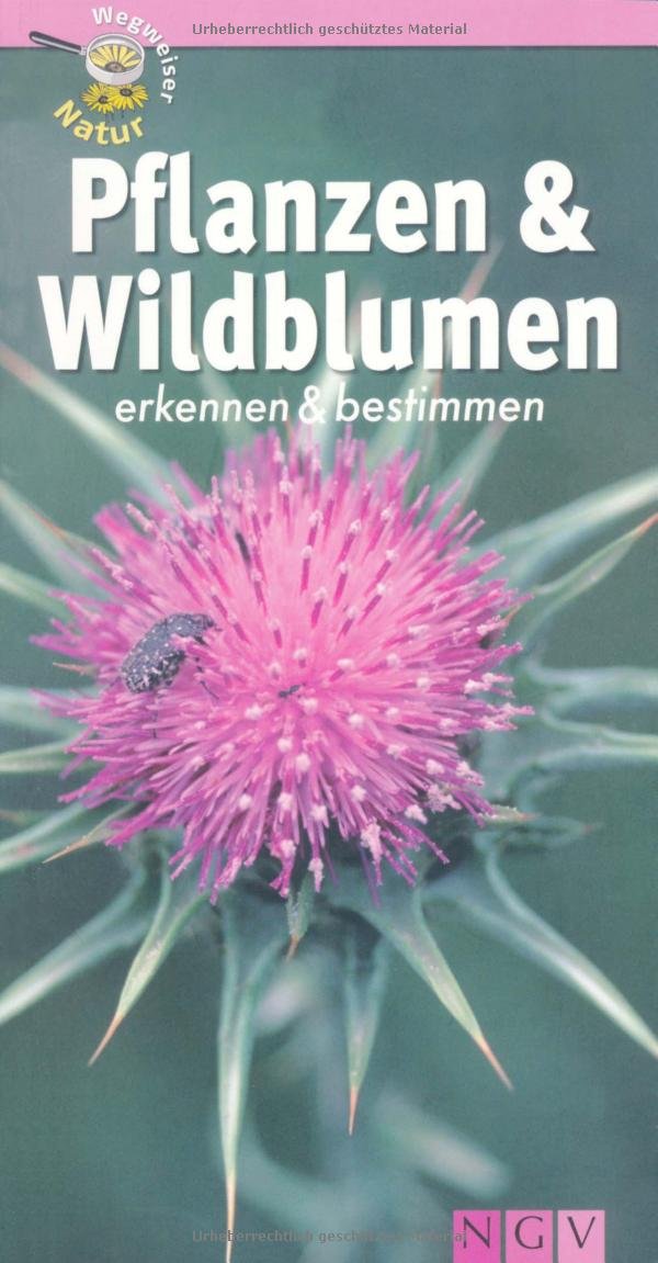 Pflanzen und Wildblumen erkennen & bestimmen: Wegweiser Natur