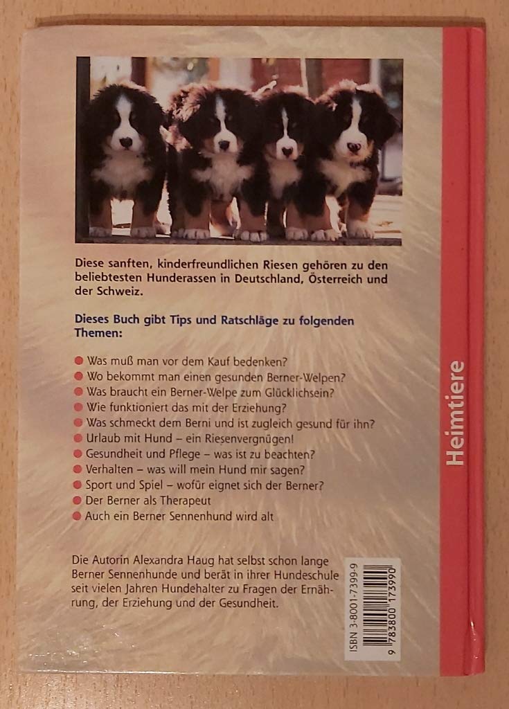 Berner Sennenhunde (Heimtiere)