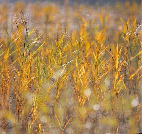 Zen - Im Fluss des Lebens