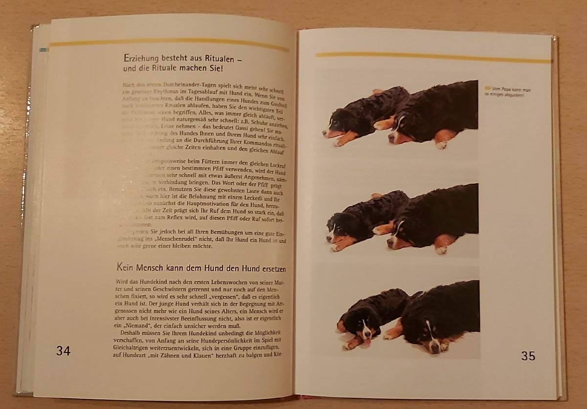 Berner Sennenhunde (Heimtiere)