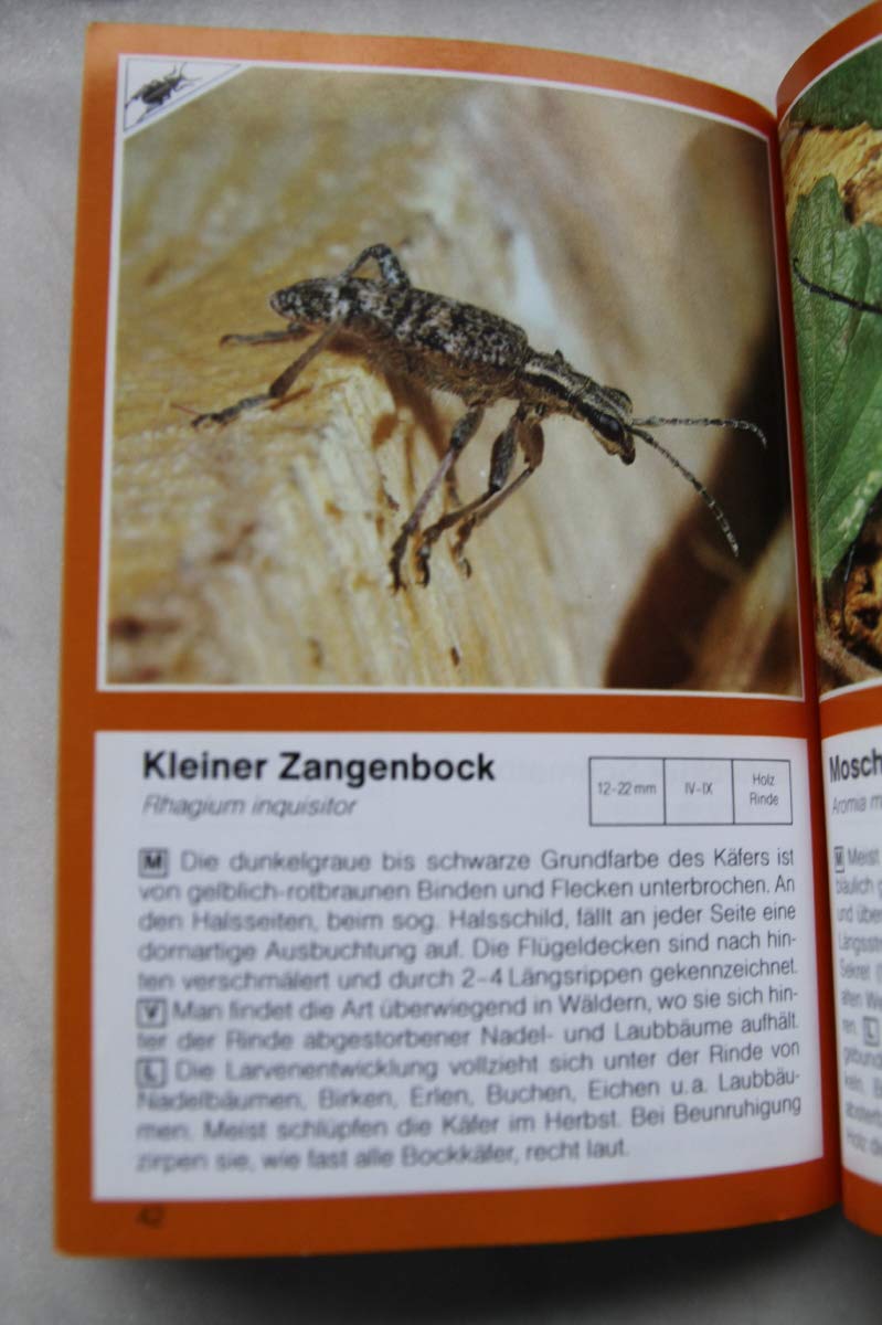 Insekten. Käfer, Libellen und andere