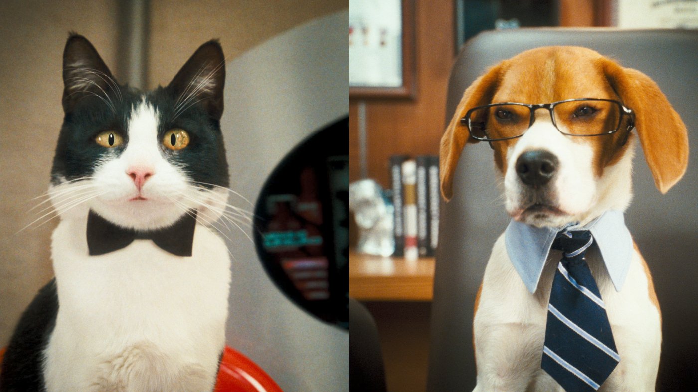 Cats & Dogs: Die Rache der Kitty Kahlohr