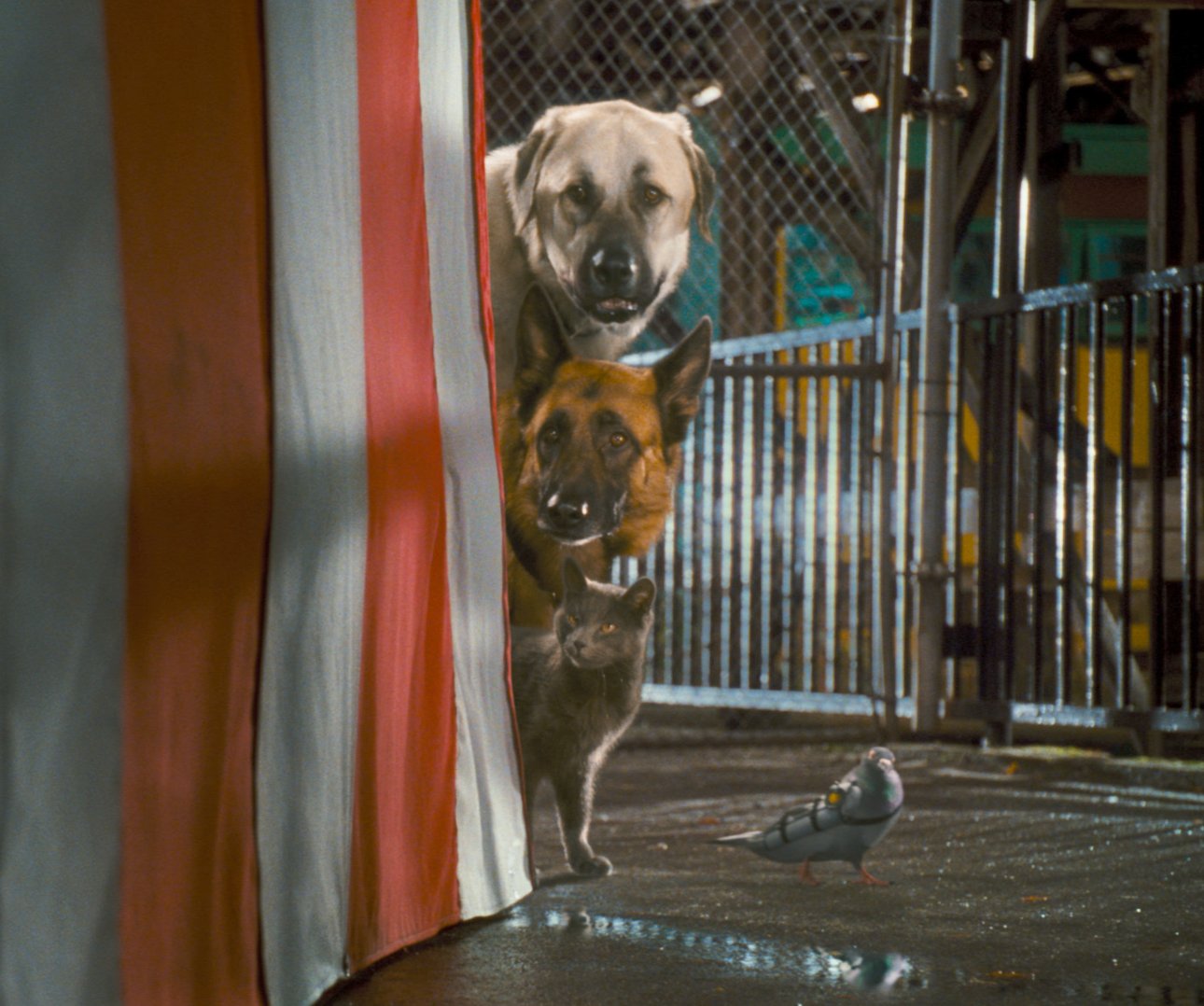 Cats & Dogs: Die Rache der Kitty Kahlohr