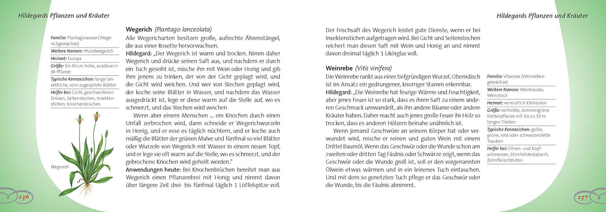 Hildegard von Bingen: Bewährtes Heilwissen für Gesundheit und Wohlbefinden