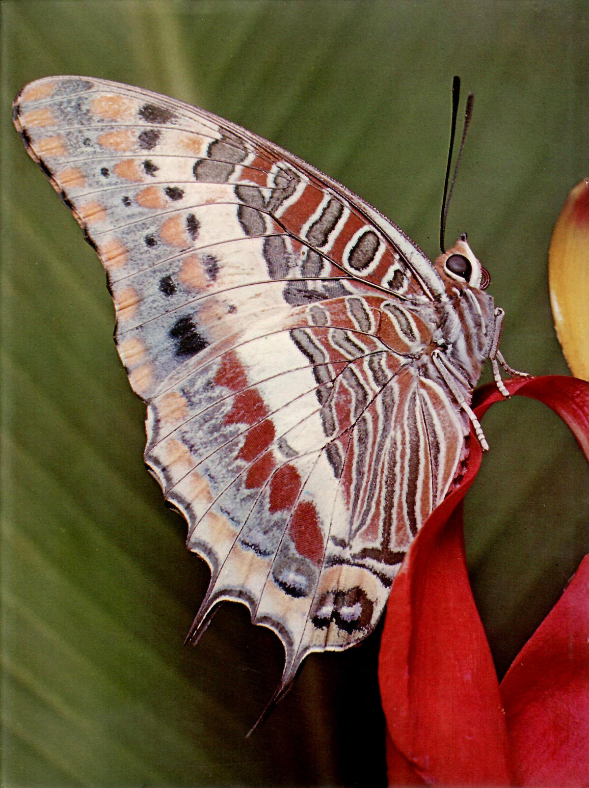 Schmetterlinge. Mit 101 farb. Abb.