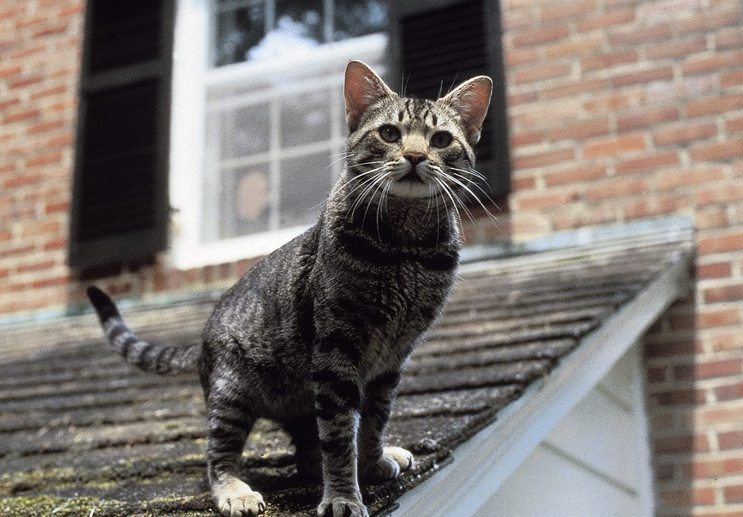 Stephen King: Katzenauge (Mediabook, Blu-ray+DVD) (exklusiv Amazon)