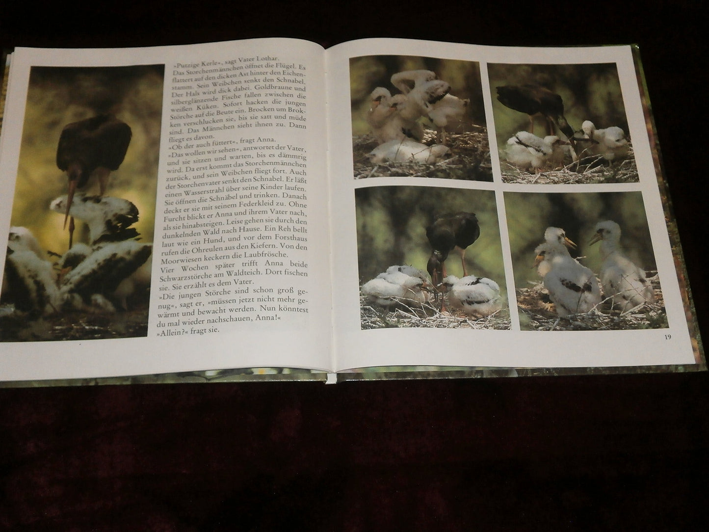 Im Walde wohnt der schwarze Storch: Ein Fotobuch