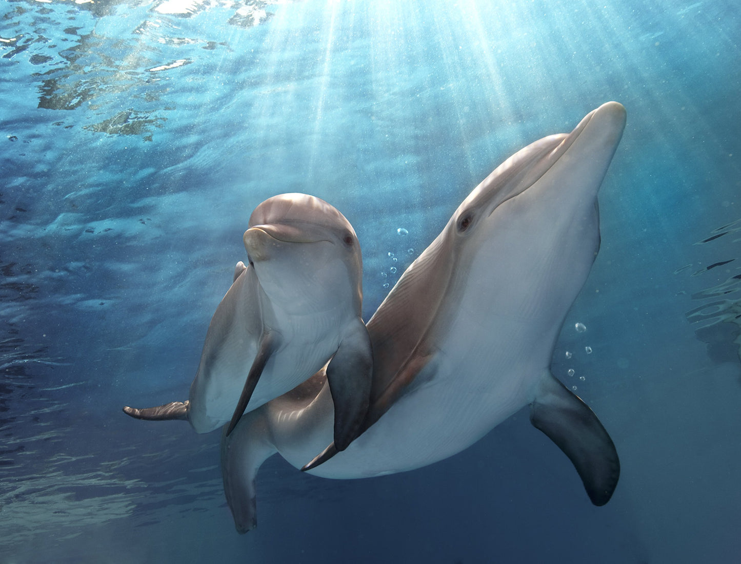 Mein Freund, der Delfin 2