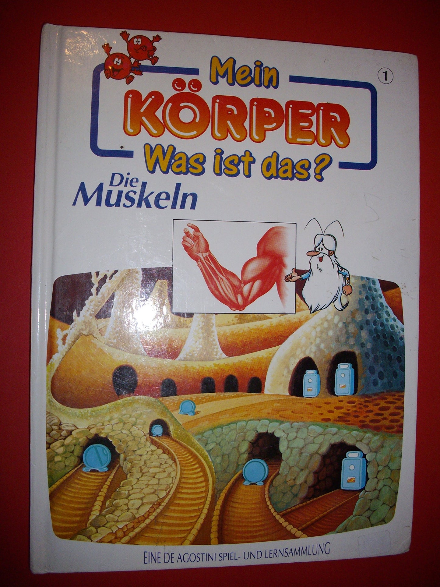 Mein Körper Was ist das? Die Muskeln