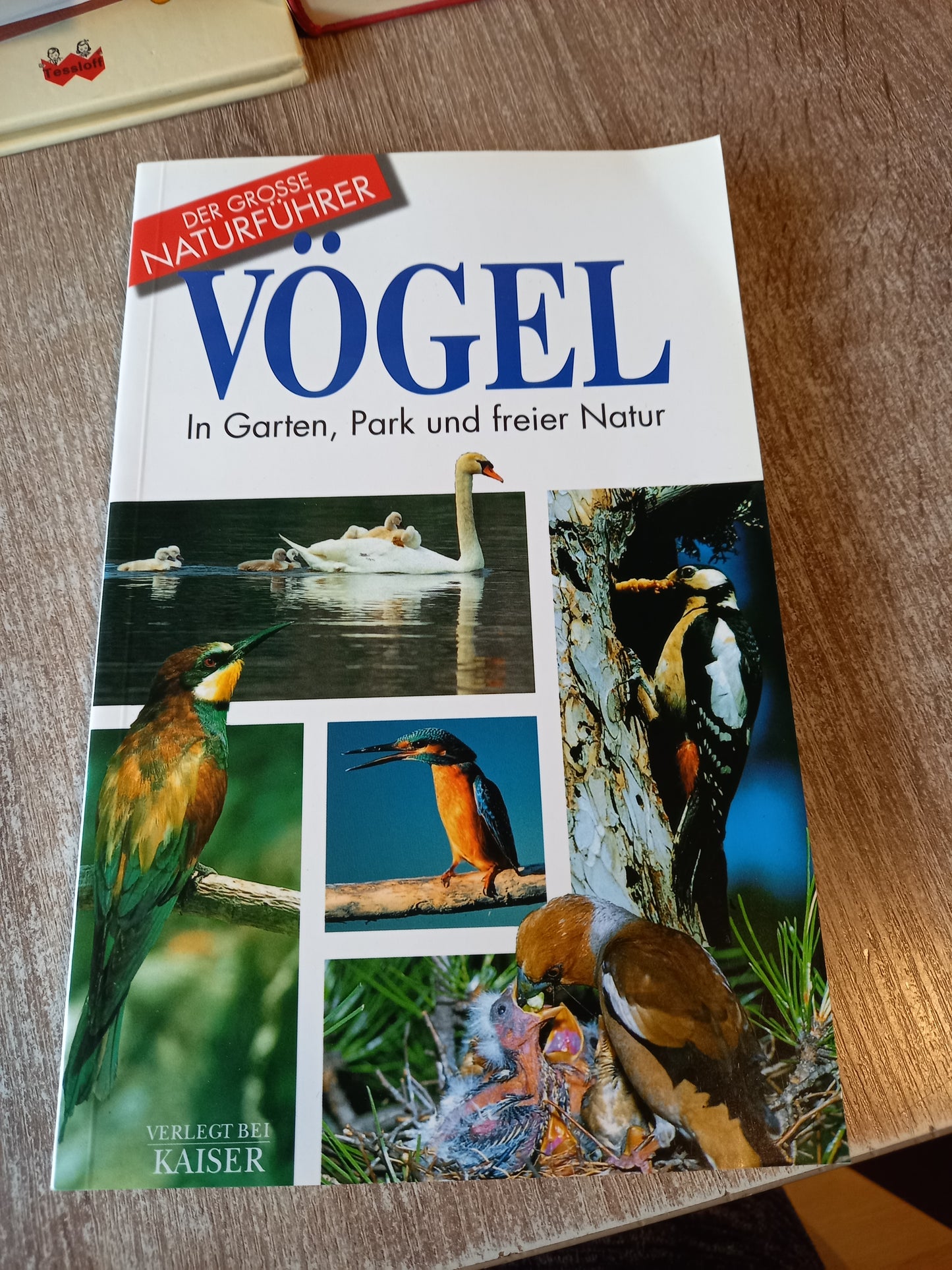 Vögel in Garten Park und freier Natur