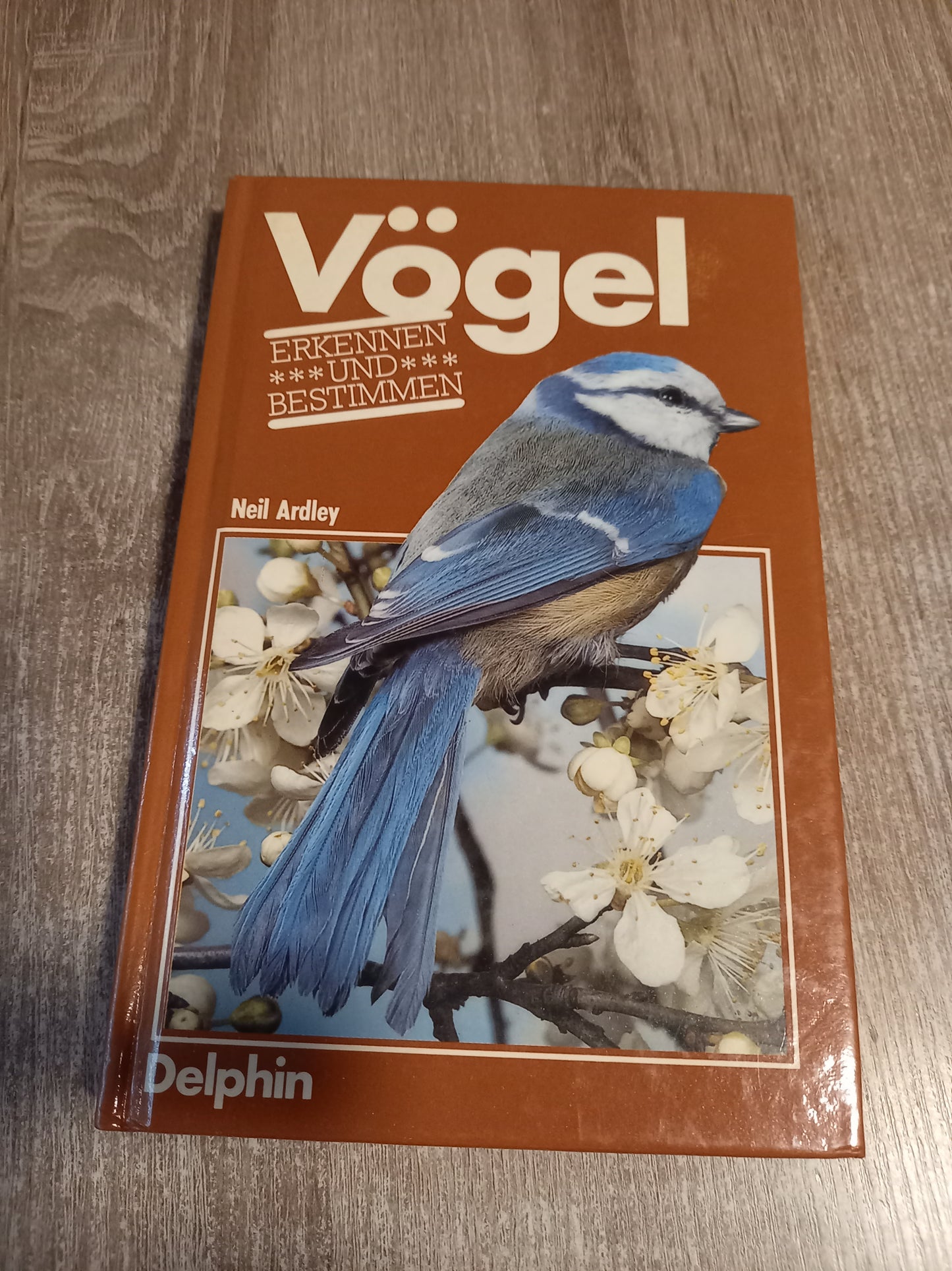 Vögel erkennen und bestimmen