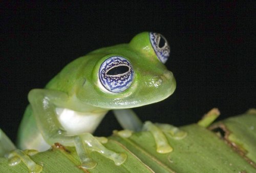 Frösche in Gefahr - Thin Green Line (SKY VISION)