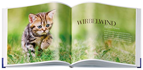 Katzenglück: Bestens versorgt ein Leben lang