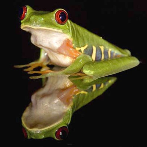 Frösche in Gefahr - Thin Green Line (SKY VISION)