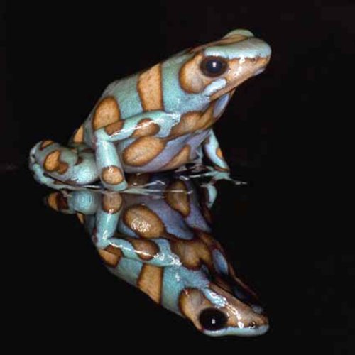 Frösche in Gefahr - Thin Green Line (SKY VISION)