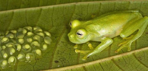 Frösche in Gefahr - Thin Green Line (SKY VISION)