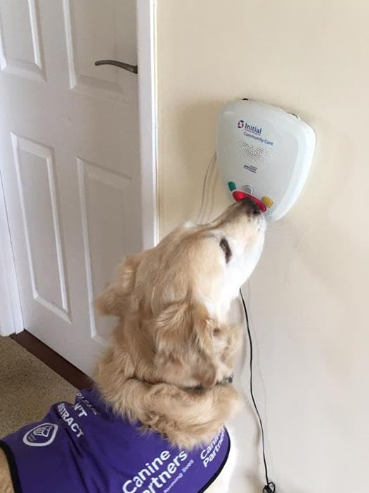 Mein Leben in seinen Pfoten: Die Geschichte von Ted, meinem Hund und Retter