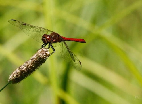 Lebe mit mir. Ich bin ein Bewusstseinsaspekt in deiner Seele
