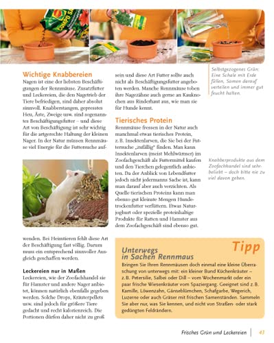 Rennmäuse: halten & pflegen, verstehen & beschäftigen