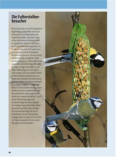 Vögel füttern - aber richtig: Anlocken, schützen, sicher bestimmen