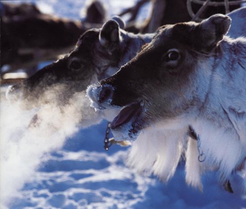 Die Arktis: Das weiße Paradies