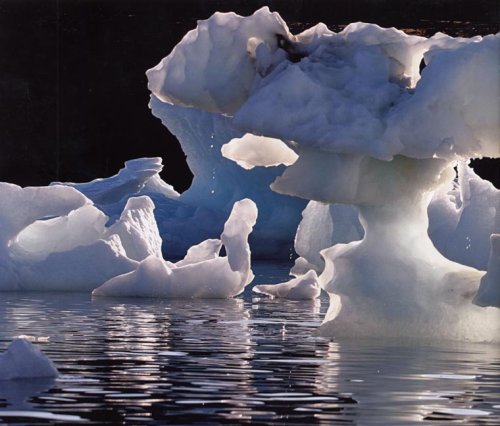 Die Arktis: Das weiße Paradies