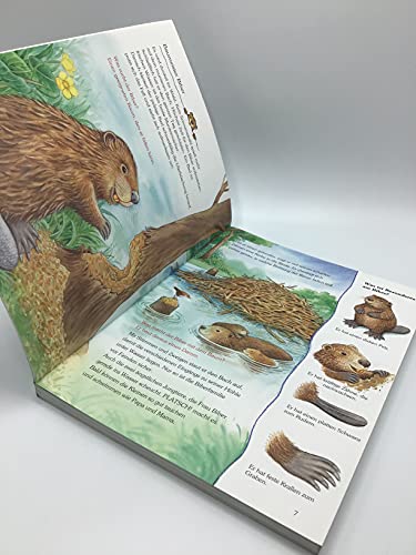 So lebt der kleine Biber und andere Tierkinder-Abenteuer: Drei Geschichten mit vielen Sachinformationen
