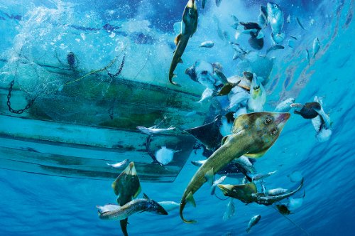 Der Mensch und die Weltmeere