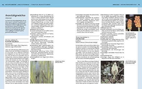 Heilpflanzen & Kräuter